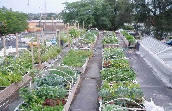Urban Gardening/Agriculture